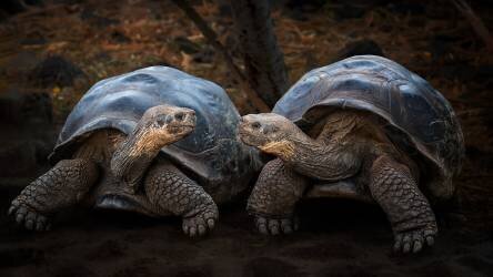 Connection (Siyu	and Wei) - Muzeo.com