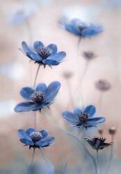 Cosmos blue (Mandy Disher) - Muzeo.com