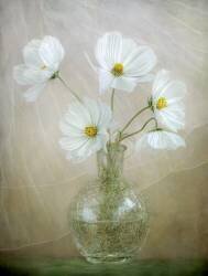 Cosmos breeze (Mandy Disher) - Muzeo.com