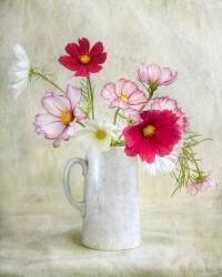 Cosmos carnival (Mandy Disher) - Muzeo.com