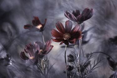 Cosmoslicious (Fabien Bravin) - Muzeo.com