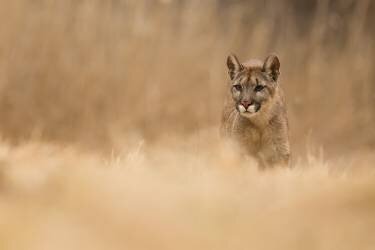 Cougar (Milan Zygmunt) - Muzeo.com