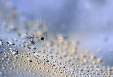 Crawling down (Heidi Westum) - Muzeo.com