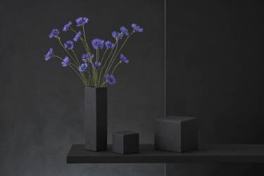 Cyanus Segetum (Christophe Verot) - Muzeo.com