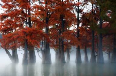 Cypress Trees (Dmitry Nesvetaylov) - Muzeo.com