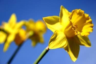 Daffodil Line (Sarah O'Toole) - Muzeo.com