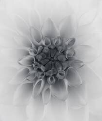 Dahlia (Lotte Gronkjar) - Muzeo.com