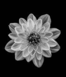 Dahlia (Lotte Gronkjar) - Muzeo.com