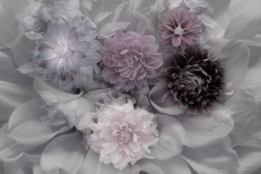 Dahlia dream (Inge Schuster) - Muzeo.com
