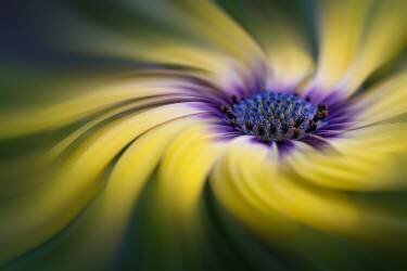 Dancing Daisy (Lydia Jacobs) - Muzeo.com