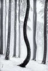 Dancing tree (Tom Pavlasek) - Muzeo.com