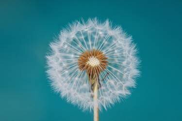 Dandelion (Bess Hamiti) - Muzeo.com