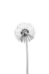 Dandelion (Lotte Gronkjar) - Muzeo.com