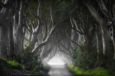 Dark Hedges (Nicola Molteni) - Muzeo.com