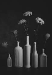 Daucus Carota (Lydia Jacobs) - Muzeo.com