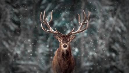 Deer King (Kim Lee) - Muzeo.com