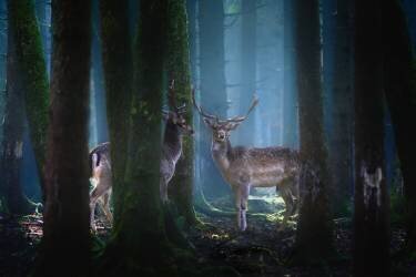 Deers (Patrick Aurednik) - Muzeo.com