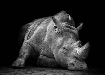 Defeated (Fegari) - Muzeo.com