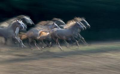 Defile (Milan Malovrh) - Muzeo.com