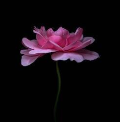 Delicate (Susan Breau) - Muzeo.com