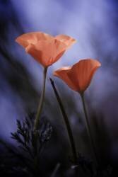 Desire (Fabien Bravin) - Muzeo.com