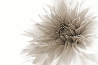 Dignified (Priska Wettstein) - Muzeo.com