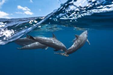 Dolphins (Gabriel Barathieu) - Muzeo.com