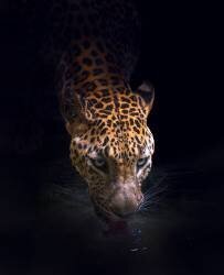 Drinking (Antonyus Bunjamin (Abe)) - Muzeo.com