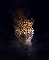 Drinking (Antonyus Bunjamin (Abe)) - Muzeo.com