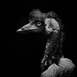 Dromaius novaehollandiae (Martin Steck) - Muzeo.com