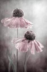 Duet (Mandy Disher) - Muzeo.com