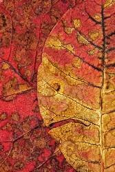 Dying Leaf (Aleš Klabus) - Muzeo.com