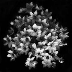 Early Sensation (Yvette Depaepe) - Muzeo.com