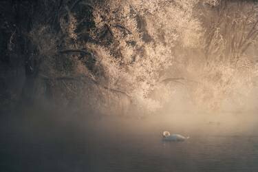 Elegance (CharlesBi) - Muzeo.com