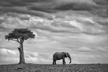Elephant Landscape (Mario Moreno) - Muzeo.com
