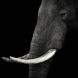 Elephant profile (Hannes Bertsch) - Muzeo.com