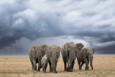 Elephant Walk (Renee Doyle) - Muzeo.com