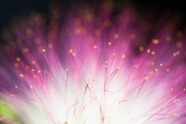 Elfin (Art Lionse) - Muzeo.com