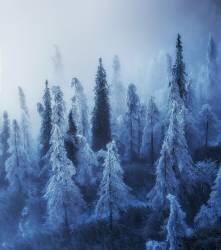 Enchanted forest (Ales Krivec) - Muzeo.com