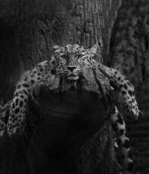 Engendered Beauty (Krystina Wisniowska) - Muzeo.com