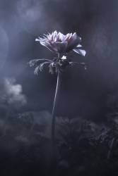 Enigma (Fabien Bravin) - Muzeo.com