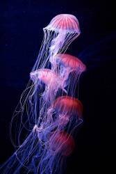 Entangled (Makoto Hamasaki) - Muzeo.com