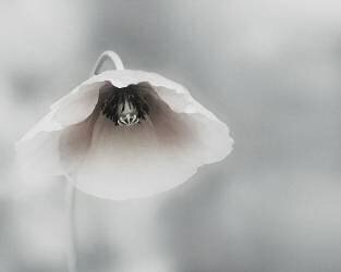 Ephemeral Beauty (Piet Flour) - Muzeo.com