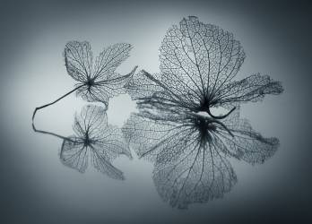 Ephemeral Beauty (Shihya Kowatari ) - Muzeo.com