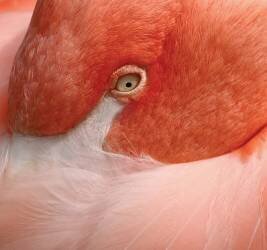 Eye contact (Robin Wechsler) - Muzeo.com