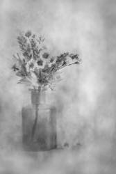 Faded (Çiçek Kıral) - Muzeo.com