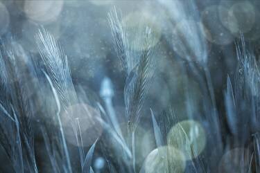 Fantastic Nature (Çiçek Kıral) - Muzeo.com