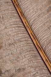 Feather 07 (1x Studio III) - Muzeo.com