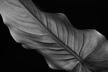 Female (Santiago Pascual Buye) - Muzeo.com