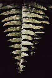 Fern Leaf (1x Studio III) - Muzeo.com